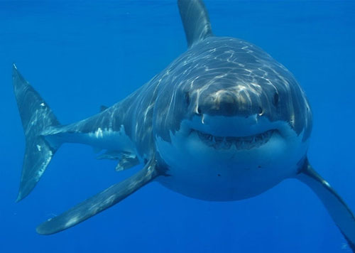 Bất ngờ với chế độ ăn của cá mập trắng lớn