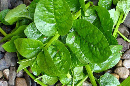 6 loại rau làm tăng phong độ quý ông