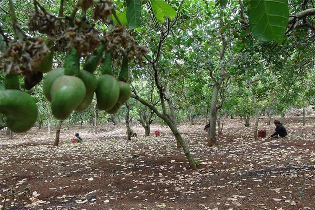 Điều rớt giá khiến nông dân lo lắng