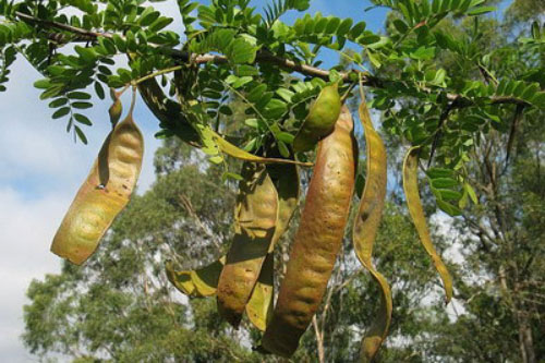 Nguyên nhân vì sao gia đình nào cũng nên trữ bồ kết trong nhà