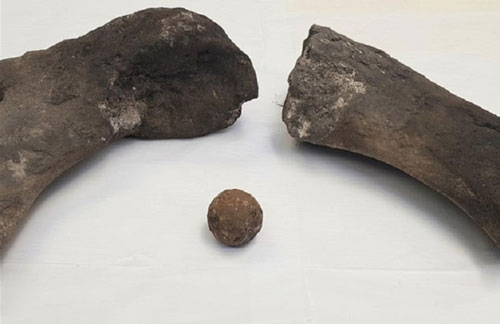 Tìm thấy xương cá voi 800 năm tuổi ở Scotland