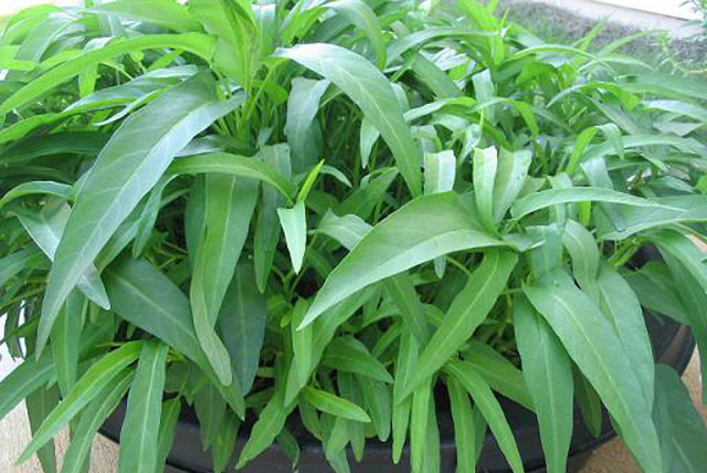 Vì sao rau muống xứng danh vua của các loại rau?