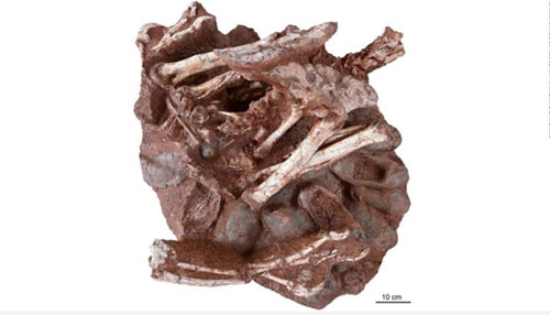 Chạm trán với khủng long 'ấp trứng'