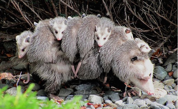 &#x110;&#xE2;y l&#xE0; nh&#x1EEF;ng b&#xE0; m&#x1EB9; y&#xEA;u con nh&#x1EA5;t trong th&#x1EBF; gi&#x1EDB;i &#x111;&#x1ED9;ng v&#x1EAD;t