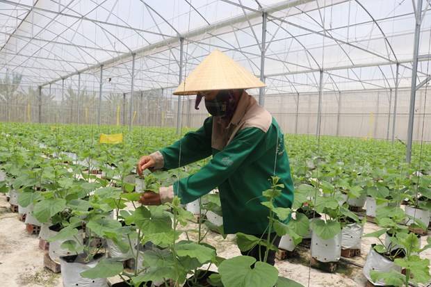 Chính phủ ban hành nghị quyết bảo đảm an ninh lương thực quốc gia