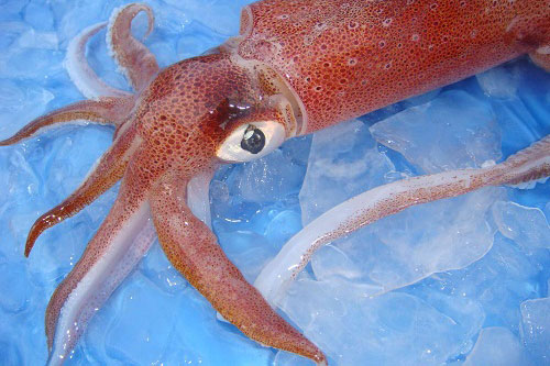 Mua mực chỉ cần sờ vào điểm này 3 giây, đảm bảo nhắm trúng mực chuẩn tươi ngon