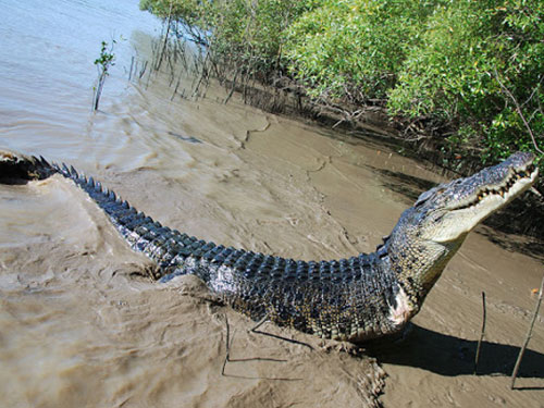 Nhiều loài cá sấu có thể phi nước đại như ngựa và chó