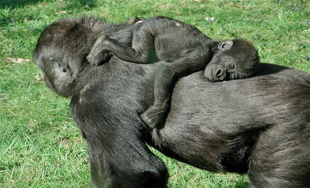 Những bà mẹ yêu con nhất thế giới động vật