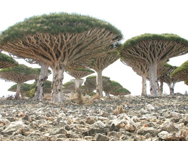 Quần đảo của những giống cây kỳ lạ nhất thế giới ảnh 2