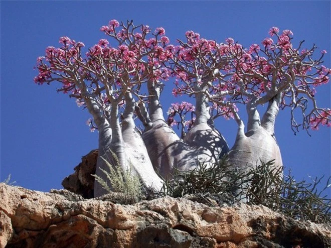 Quần đảo của những giống cây kỳ lạ nhất thế giới ảnh 3