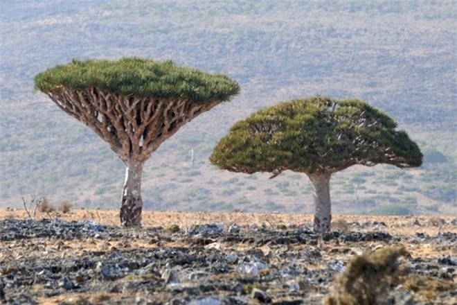 Quần đảo của những giống cây kỳ lạ nhất thế giới ảnh 7