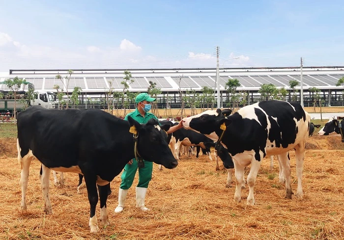 Bò sữa được đi dạo trong khu sân chơi được trải đệm rơm tại Trang trại Vinamilk Quảng Ngãi.  HOẶC: Khu vực sân chơi riêng dành cho đàn bò sữa tại trang trại được trải một lớp rơm làm đệm giúp bò thoải mái vận động.