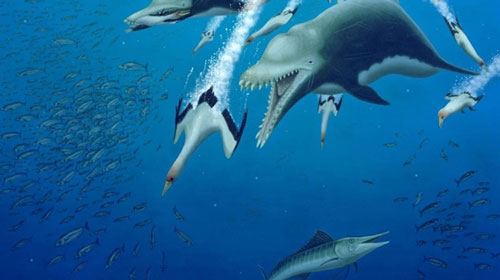 Loài cá heo cổ đại hoạt động như cá voi sát thủ