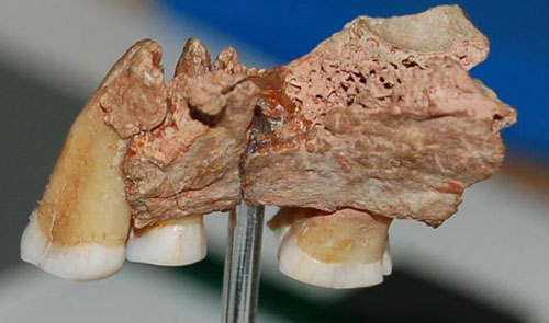 Người hiện đại xuất hiện từ khi nào?