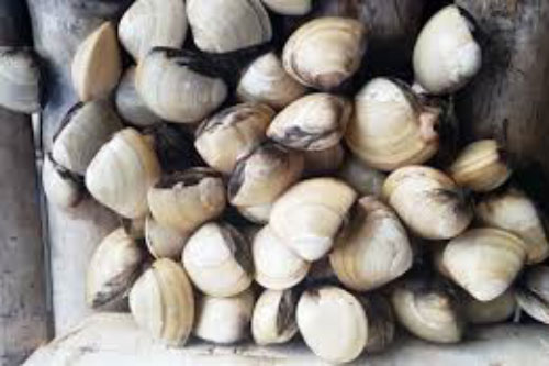 Không phải muối, đây mới là thứ cứ thả vào là ngao nhả sạch cát không còn một hạt