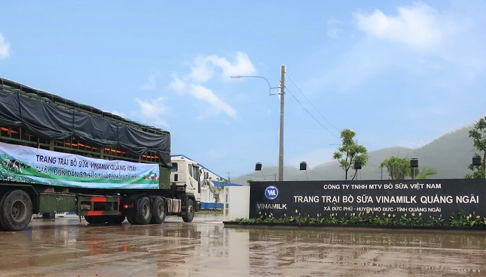 Đoàn xe chuyên dụng sẵn sàng để đưa hơn 2.100 bò sữa về trang trại Vinamilk Quảng Ngãi.
