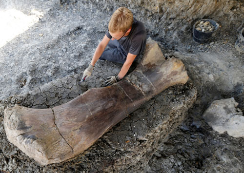 Phát hiện xương đùi nặng gần nửa tấn của khủng long ở Pháp