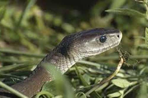 Mùi gì khiến rắn độc cũng phải sợ hãi?