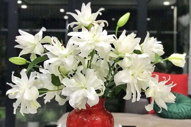 Loại hoa ly siêu đắt đỏ, chị em Hà thành ráo riết lùng mua