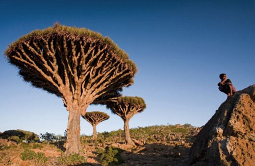 Quần đảo của những giống cây kỳ lạ nhất thế giới