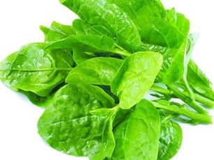 Tác dụng phụ của rau mồng tơi rất nhiều người chưa biết