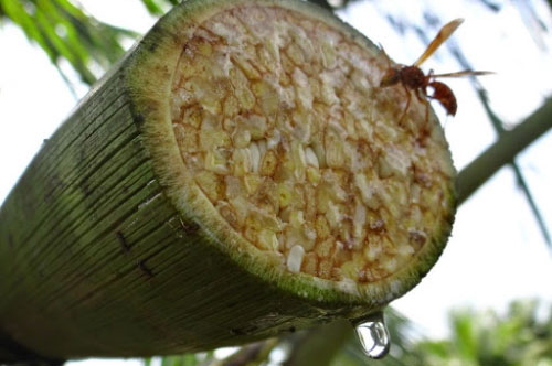 Chất làm ngọt tự nhiên thay thế đường tinh luyện