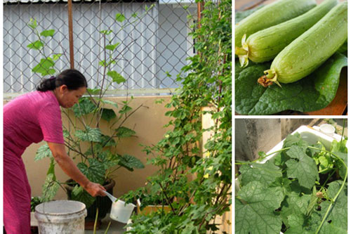 Dùng thùng xốp trồng mướp theo cách này: Quả sai trĩu lại vừa to vừa dài, gấp 3 trồng mặt đất