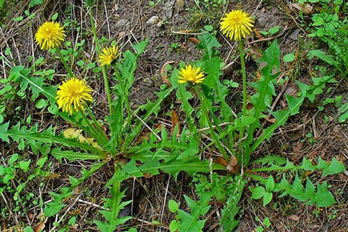 Giúp tóc dày nhanh chóng với cây bồ công anh