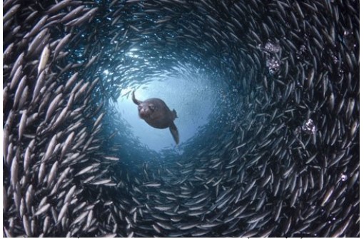 Mê mẩn trước những hình ảnh tuyệt đẹp dưới đáy đại dương