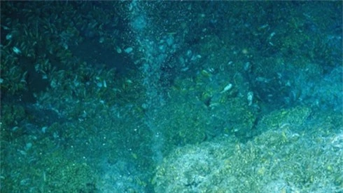 10 điều bí ẩn dưới đáy đại dương gây sốc - ảnh 7