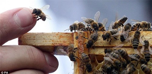 Phát hiện khó tin: Loài ong có ngôn ngữ địa phương - 1