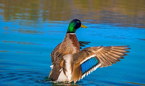 Cá di cư nhờ hệ tiêu hóa của chim