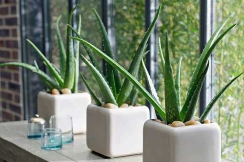 Công dụng bất ngờ của những loại cây cảnh trong nhà