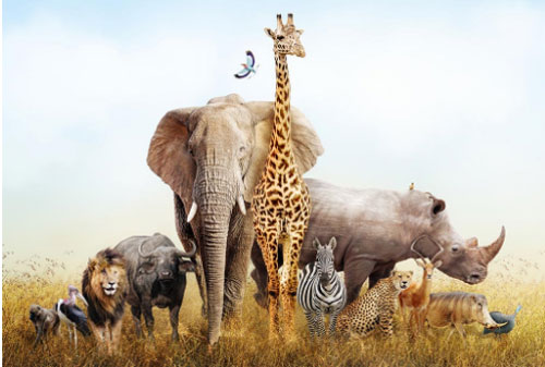 Động vật ăn cỏ có nguy cơ tuyệt chủng cao hơn động vật ăn thịt