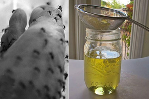 Đặt 1 ly nước này trong nhà, muỗi sẽ “cao chạy xa bay”, không bao giờ dám quay trở lại