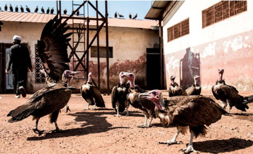 Kền kền đang đứng trước nguy cơ tuyệt chủng