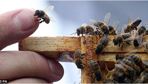 Phát hiện khó tin: Loài ong có ngôn ngữ địa phương