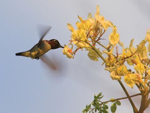 Những loài động vật có xương sống nhỏ nhất thế giới