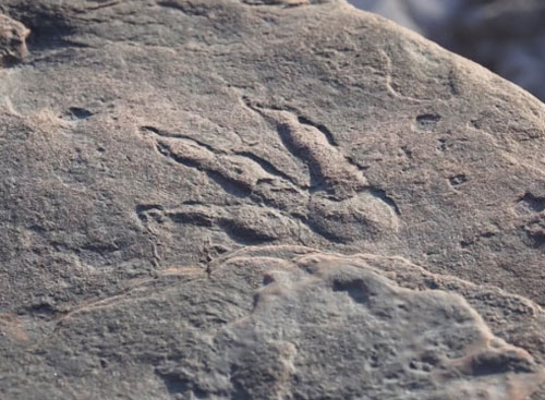 Phát hiện ra dấu chân khủng long ấn tượng trên bãi biển xứ Wales