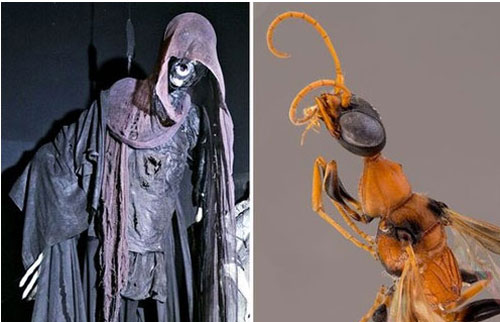 Phát hiện loài ong "hút hồn" ở Đông Nam Á