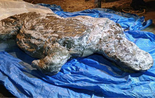 Xác ướp tê giác lông mượt được phát hiện ở Bắc cực