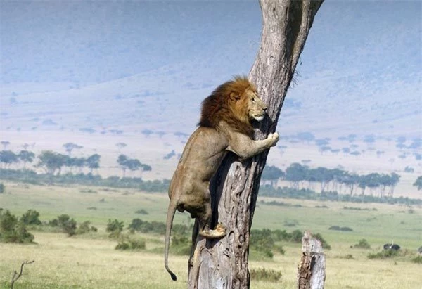 Sư tử đực sợ hãi trèo cây trốn đàn trâu dữ