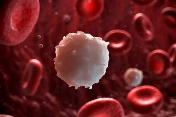Tìm ra cách khiến tế bào ung thư máu tự diệt nhau