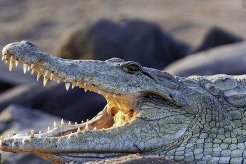 Nguyên nhân khiến cá sấu tiến hóa chậm