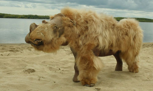 Tê giác lông mượt tuyệt chủng do biến đổi khí hậu