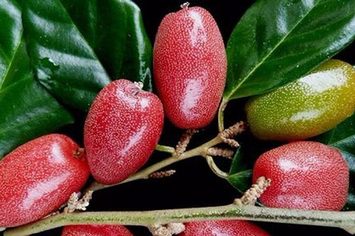 Những người tuyệt đối không nên ăn nhót