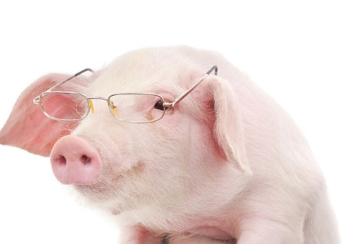 Loài lợn không hề 'tối dạ' như nhiều người vẫn lầm tưởng