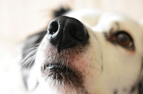 Tại sao mũi của loài chó thường ướt và lợi ích của chúng là gì?