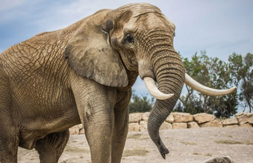 Tại sao loài voi không bị ung thư?