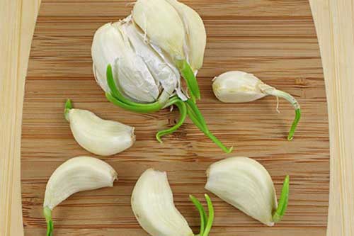 Chuyên gia lý giải thực hư việc dinh dưỡng tăng gấp đôi khi ăn tỏi mọc mầm